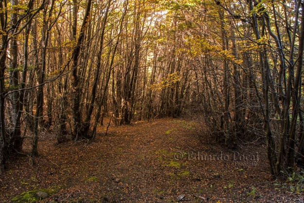 Bosque otoñal