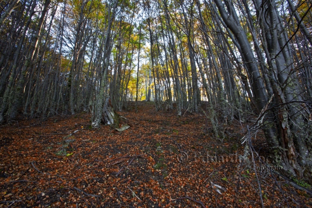 Subiendo al bosque