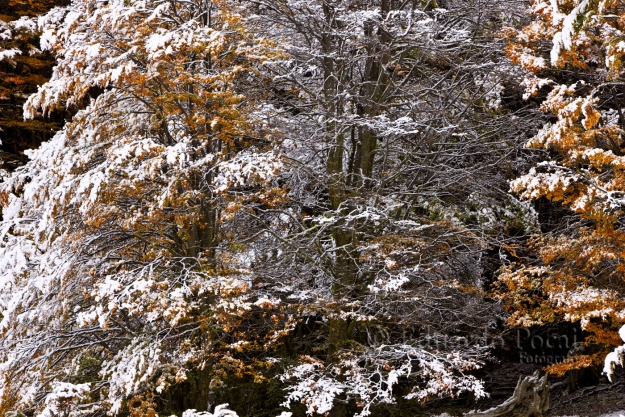 Árbol Navideño