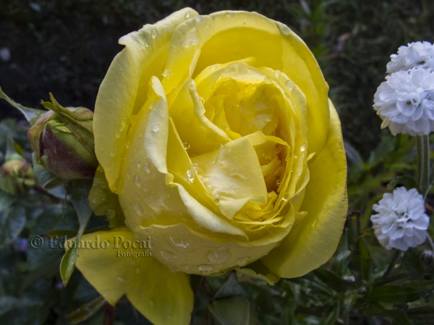 Ya en otoño, las rosas en su esplendor.