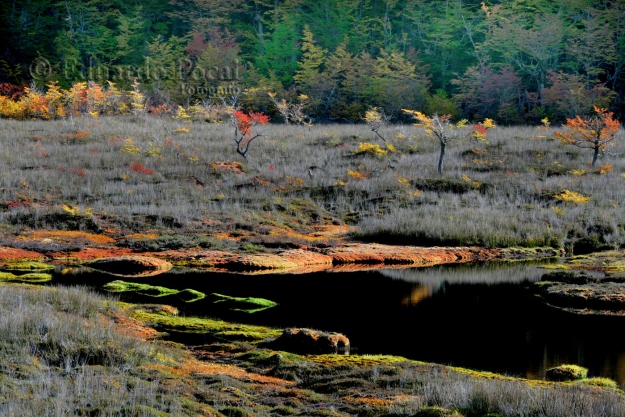 Otoño en la turbera