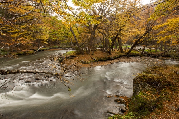 Río Pipo, otoño, meandros 2 