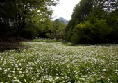 Bosques fueguinos en verano