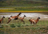 Fauna de nuestra tierra