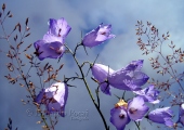 Las flores de Ushuaia