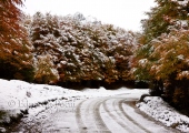 Otoño Fueguino