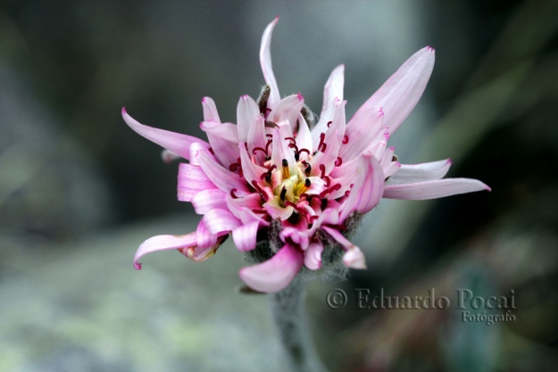 LA FLOR MARAVILLOSA